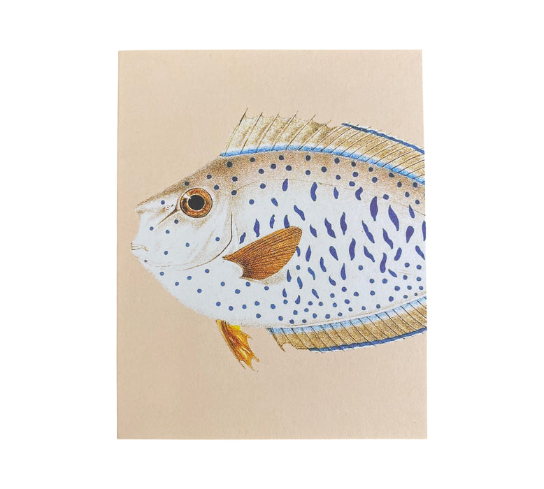 Mini Grußkarte - Weißfisch
